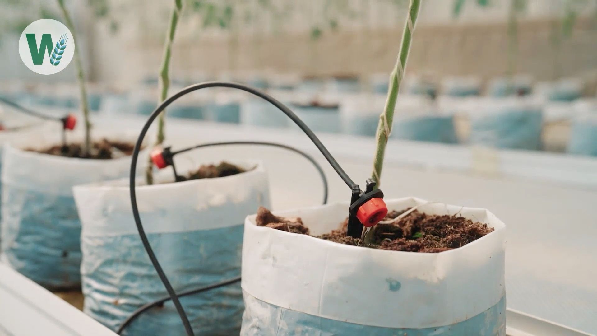 How much water do bananas, cucumbers & tomatoes consume