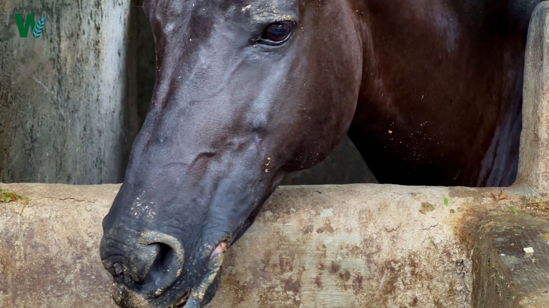 Feed Healthy: These Nutrients Your Horse Really Needs