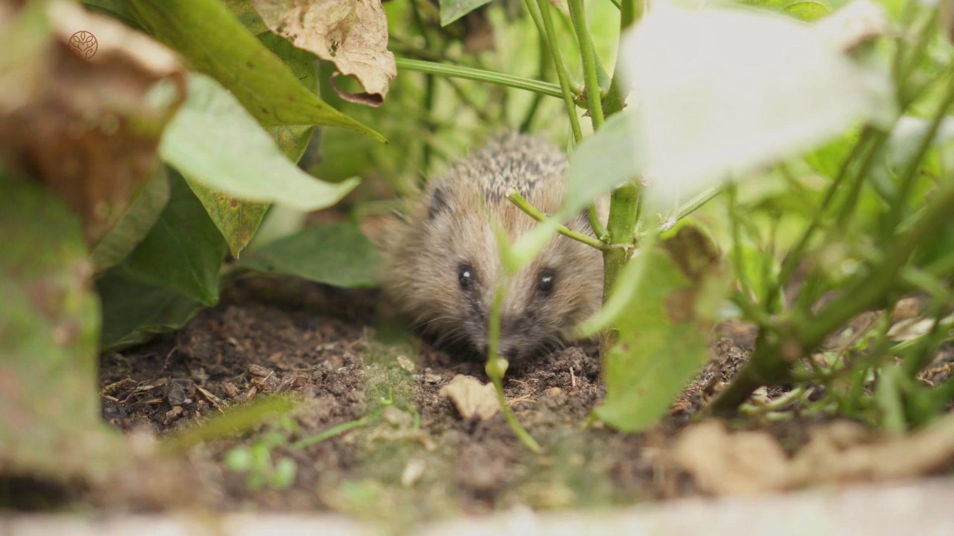 Igel für den Kochtopf gejagt - Men threatened with high fines