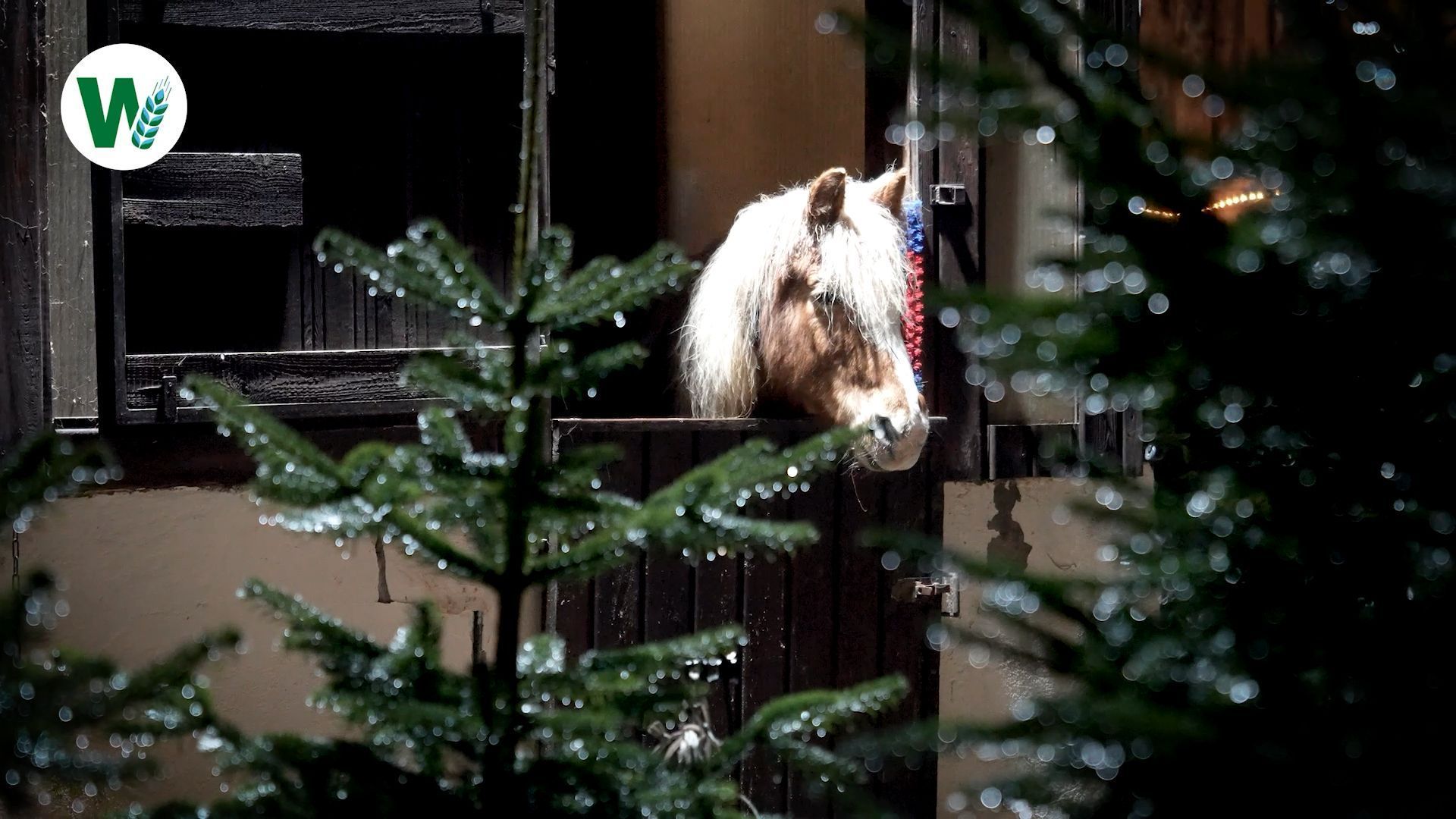 The Village of Christmas Trees