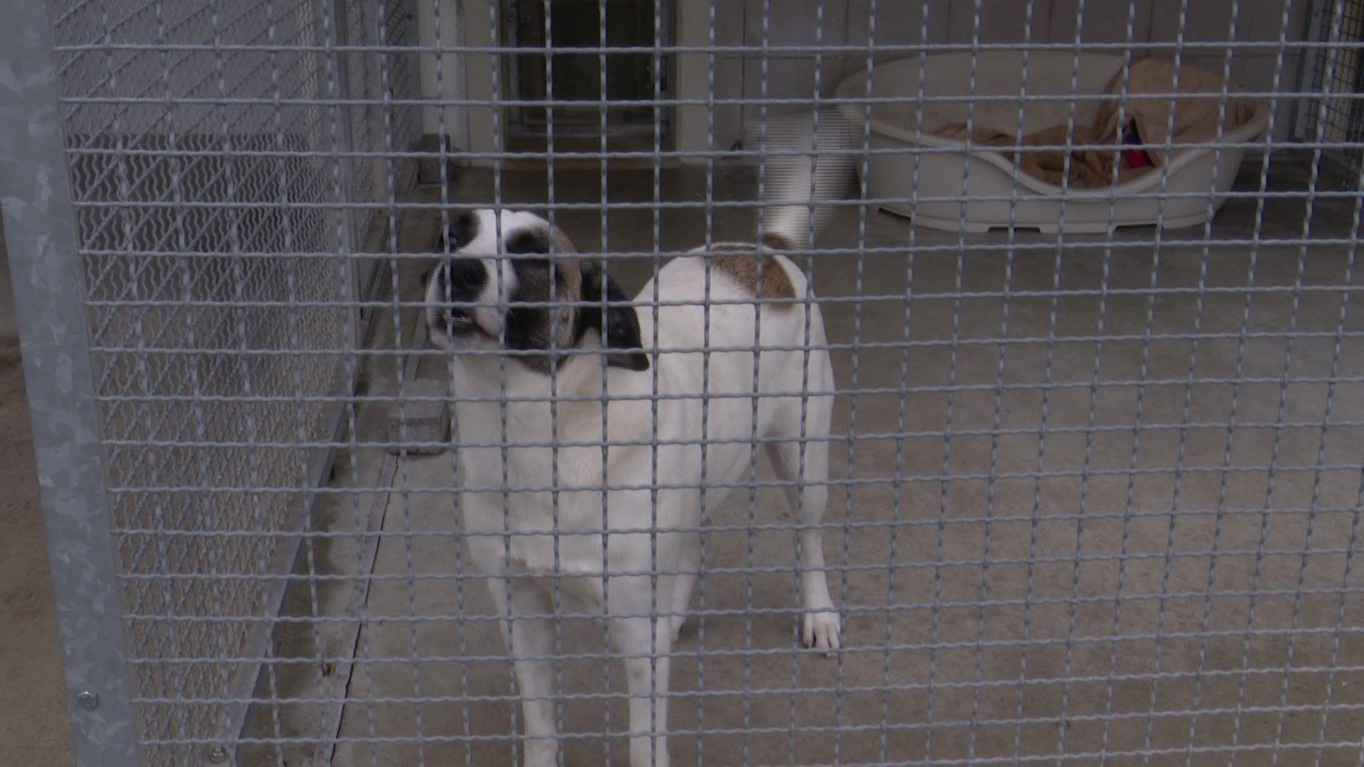 Lage in Tierheimen immer dramatischer