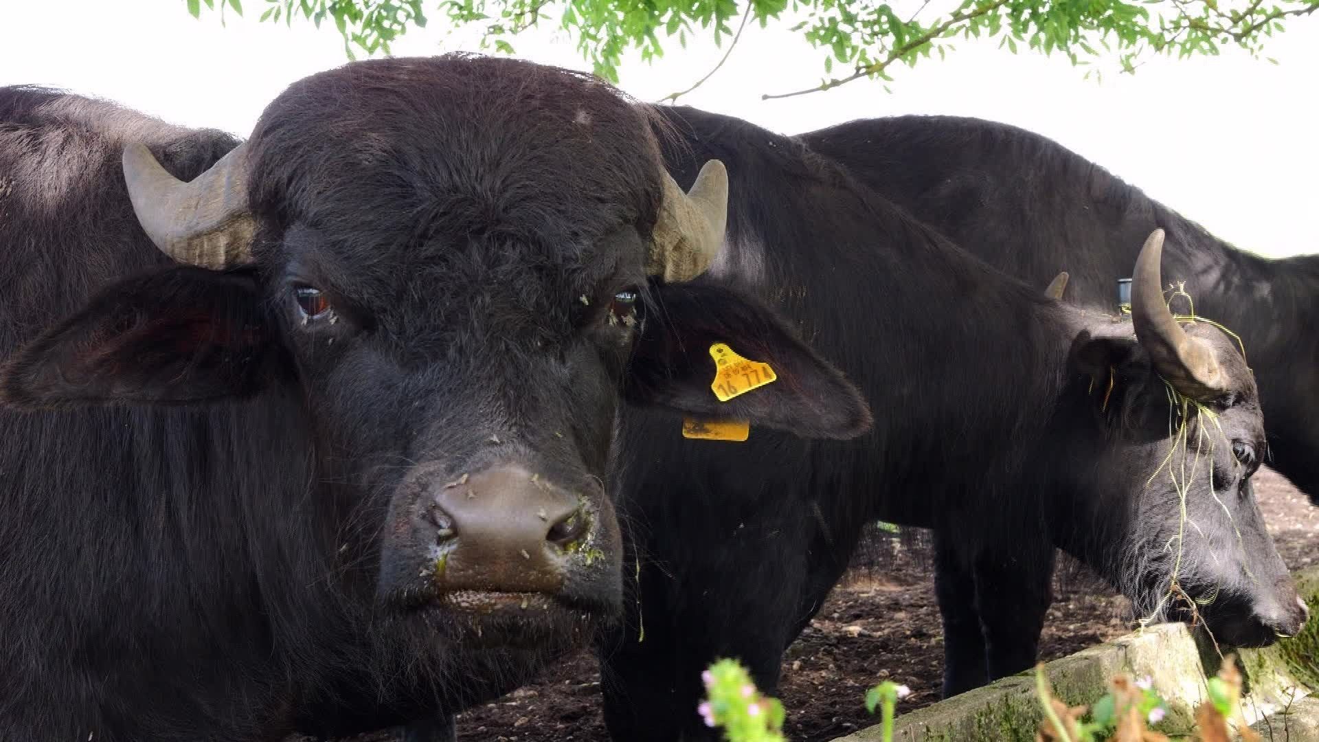 Mit Wasserbüffeln und Ponys – Die Beweidung des Leipheimer Moos