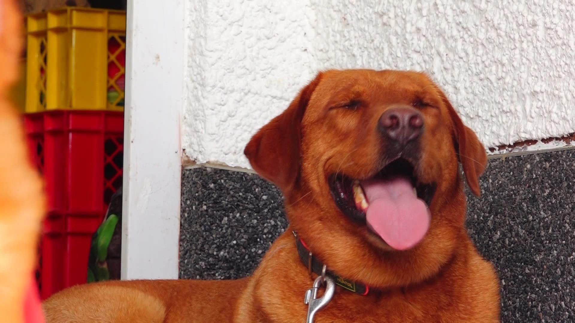 Besuch in der Hundepension – Urlaub für Haustiere