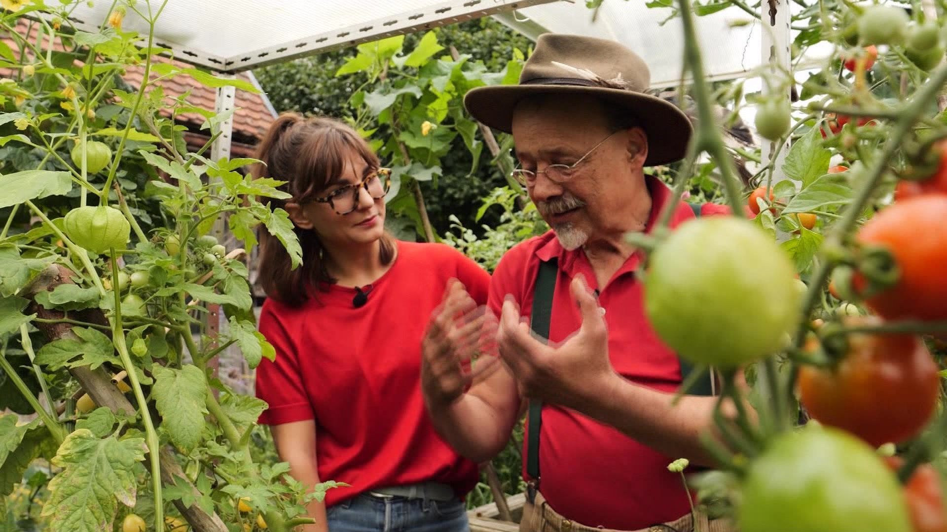 Tomatenernte leicht gemacht
