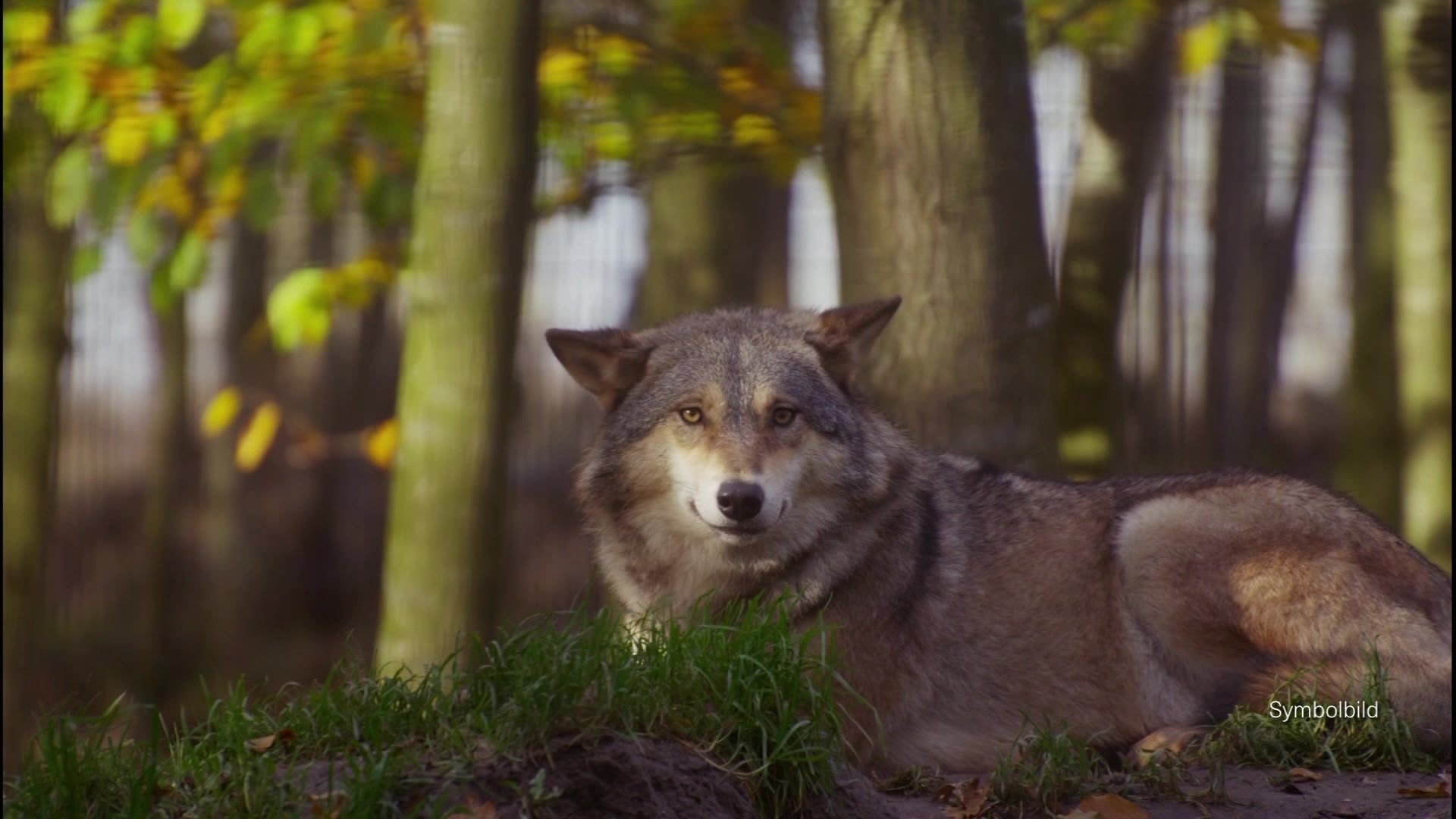 Video: Nach Wolfsangriff – Das Raubtier ist zurück in der Region