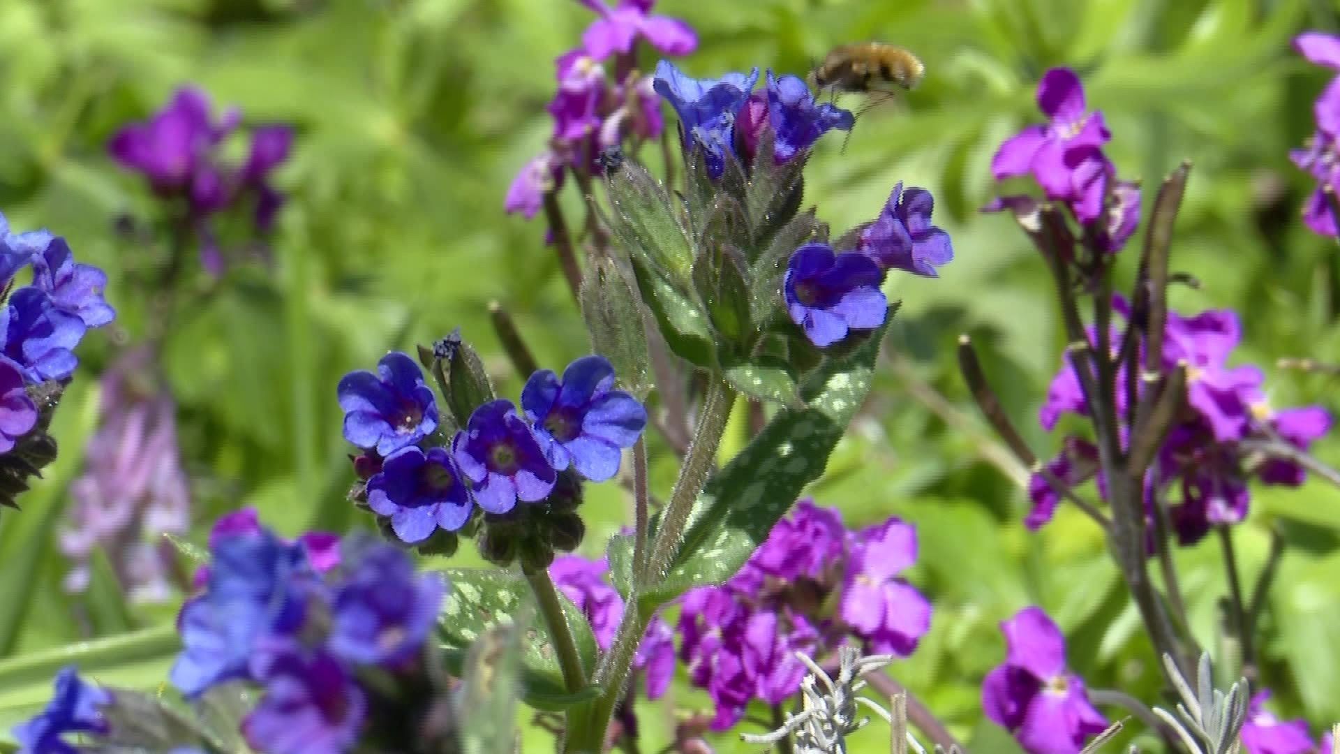 Video: Der Frühling kommt - darauf kommt es im heimischen Garten an