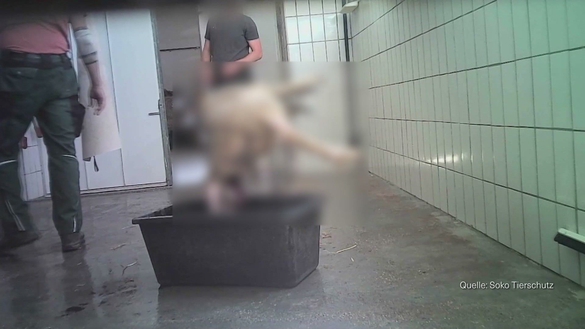 Video: a.tv kompakt: Mutmaßliche Tierschutzverstöße eines Schlachthof