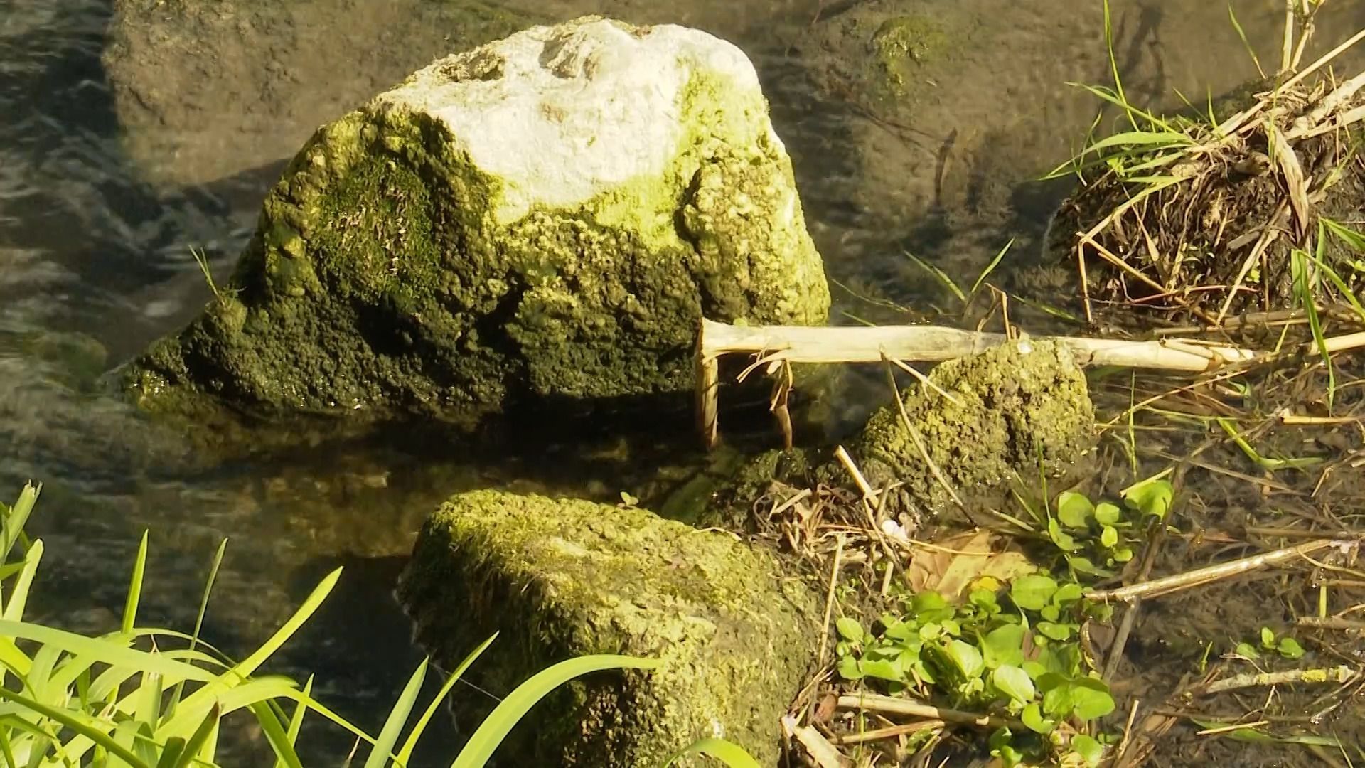 Video: Friedberger Ach so trocken wie noch nie