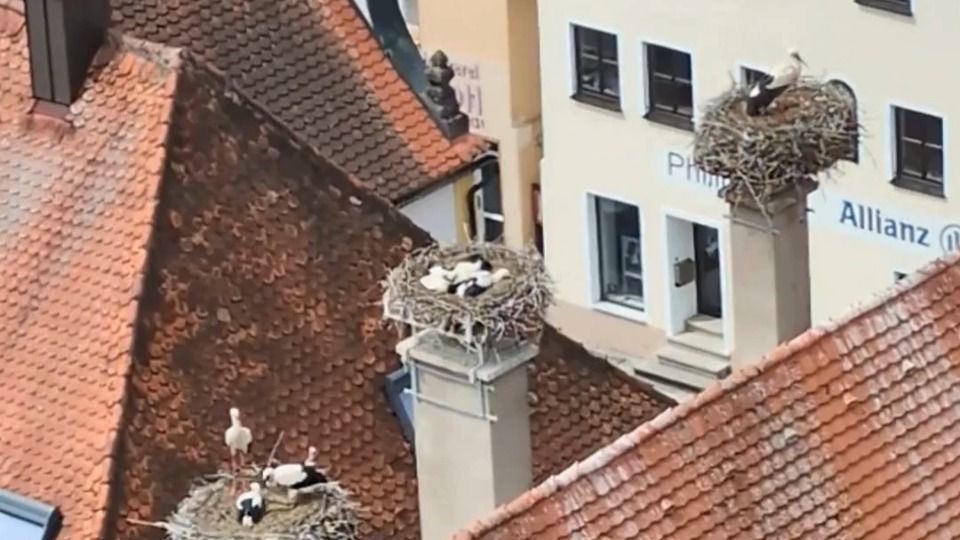 In Oettingen there are as many storks as nowhere else in Bavaria