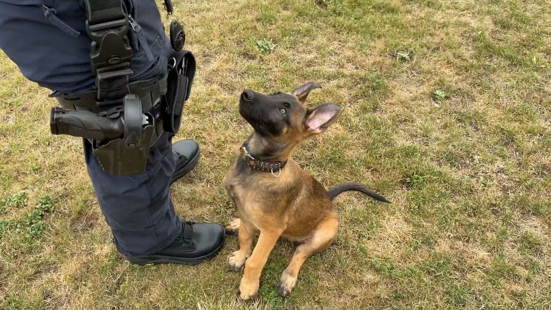 Video: Welpe Snorre wird Polizeihund