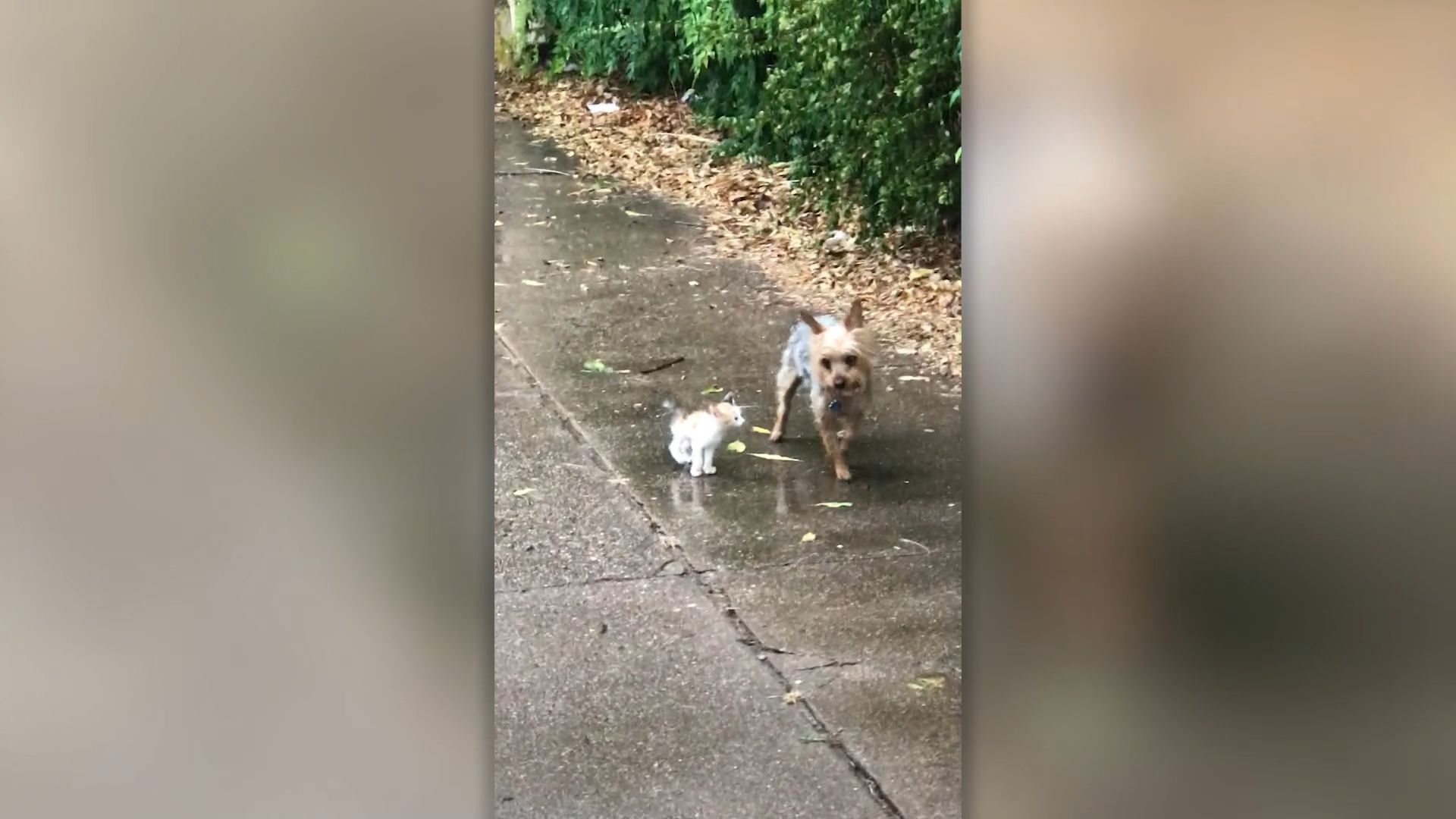Dog rescues abandoned kitten and takes it home