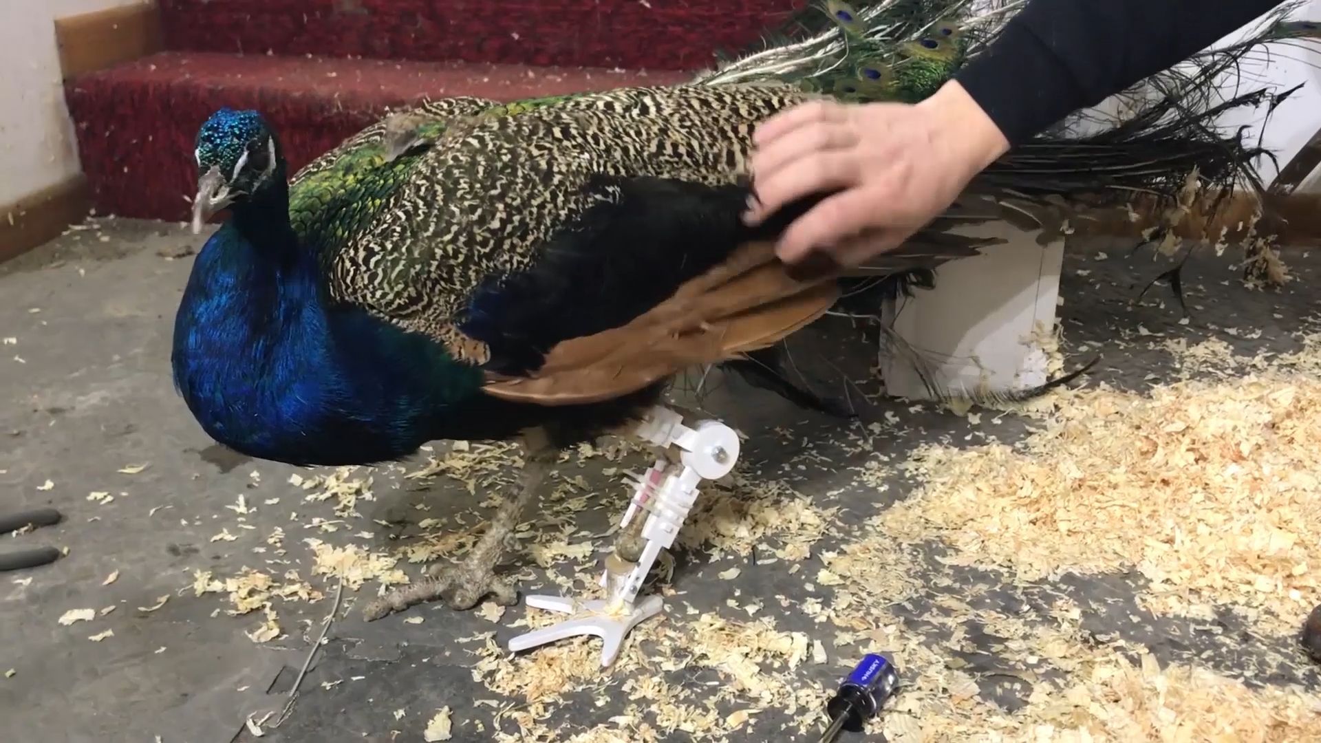 Leg from the 3D printer: rescue for injured peacock