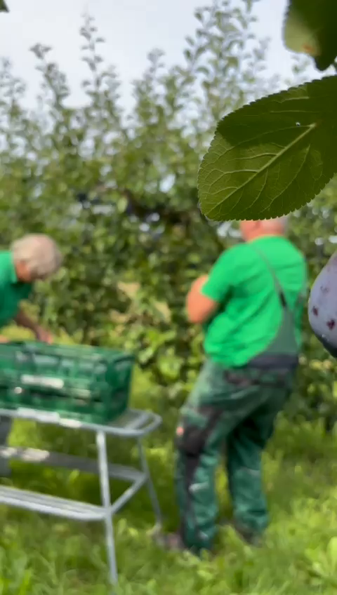 Video: Zwetschgenernte bei Familie Schmitt: Teamarbeit und Tradition im Einklang