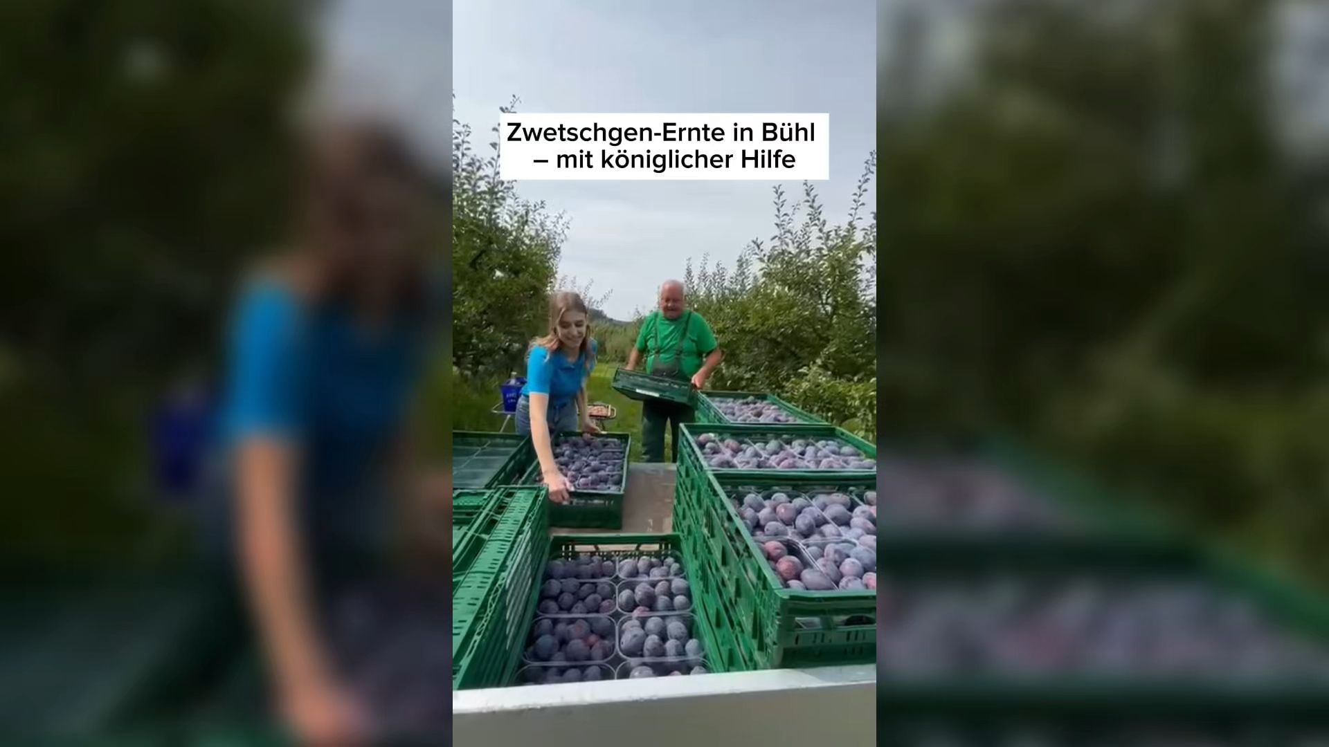 Video: Zwetschgen-Ernte in Bühl mit königlicher Unterstützung