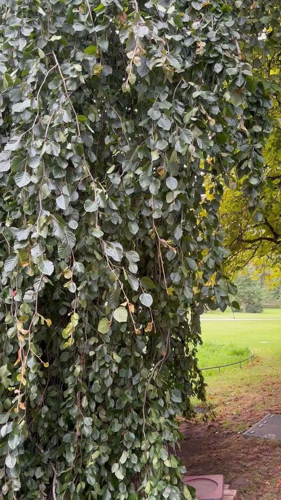 Video: In Baden-Badens Lichtentaler Allee fällt der morsche Hauptstamm der berühmten Trauerbuche
