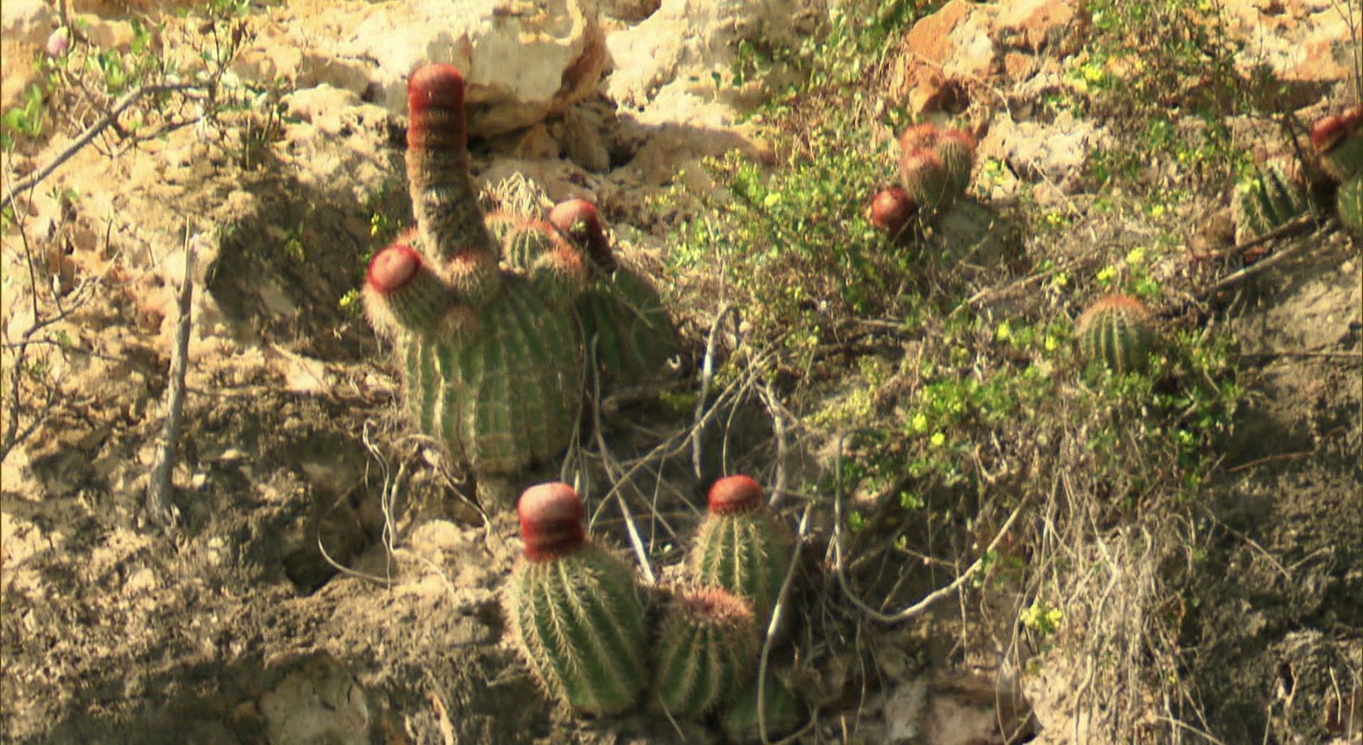 ¡Un cactus pene está creciendo!