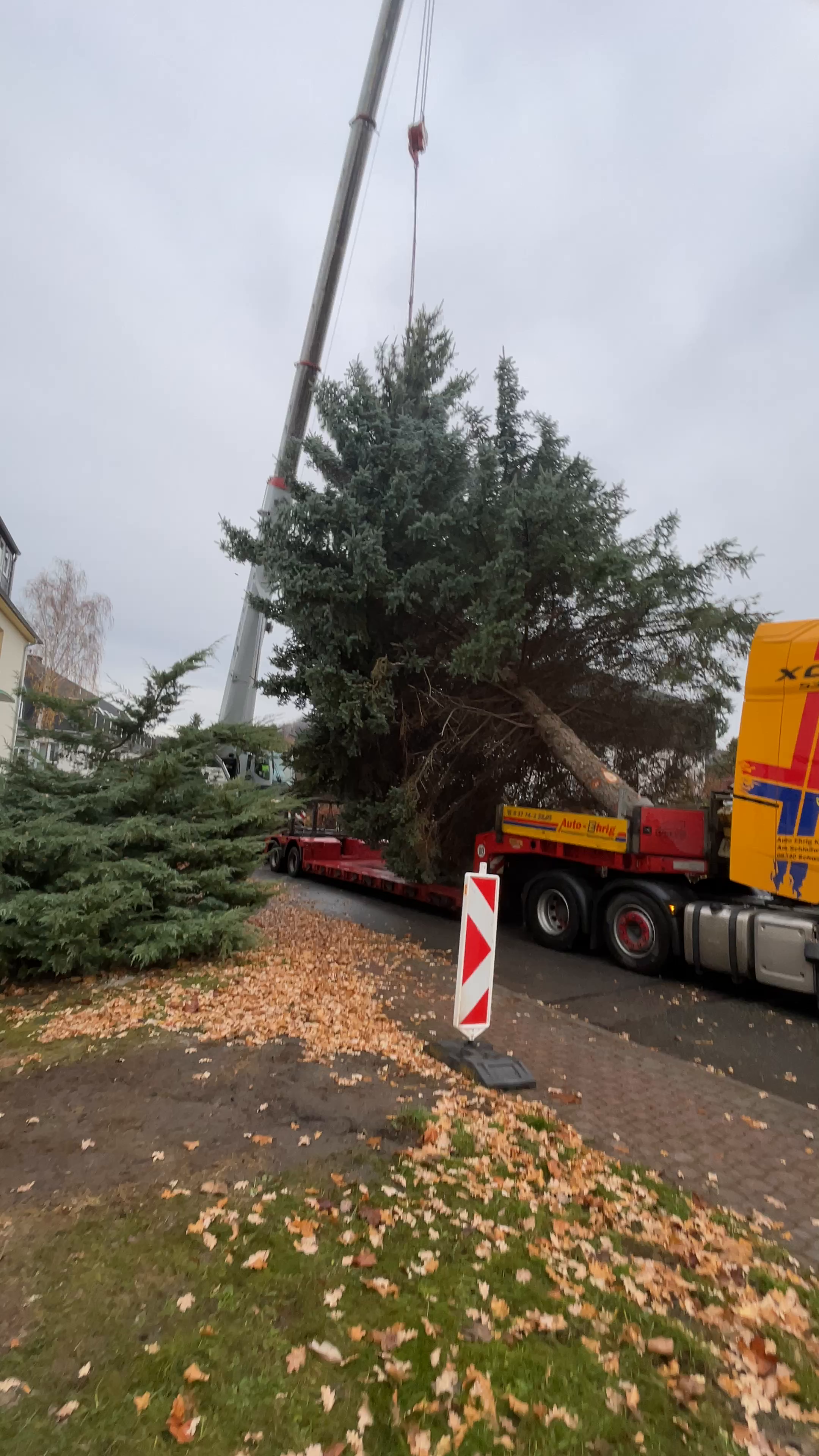 Failure when cutting down Christmas tree in the Ore Mountains