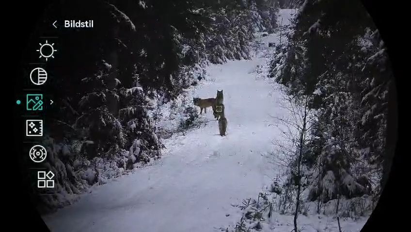 Wolf sighting: Hunter films wolves in the Vogtland