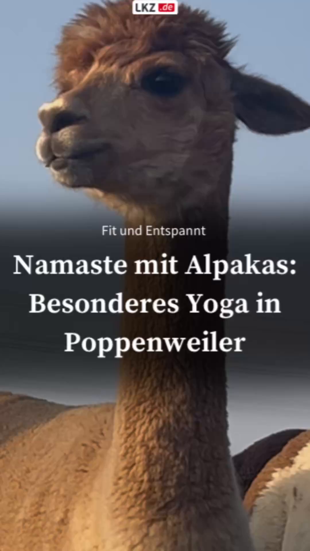 Yoga mit Alpakas in Poppenweiler