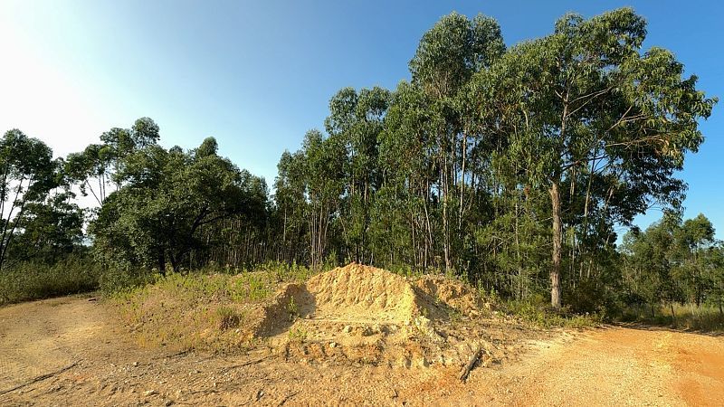 Eukalyptus Bäume in Portugal: Die grüne Plastik-Alternative oder brandgefährlich?