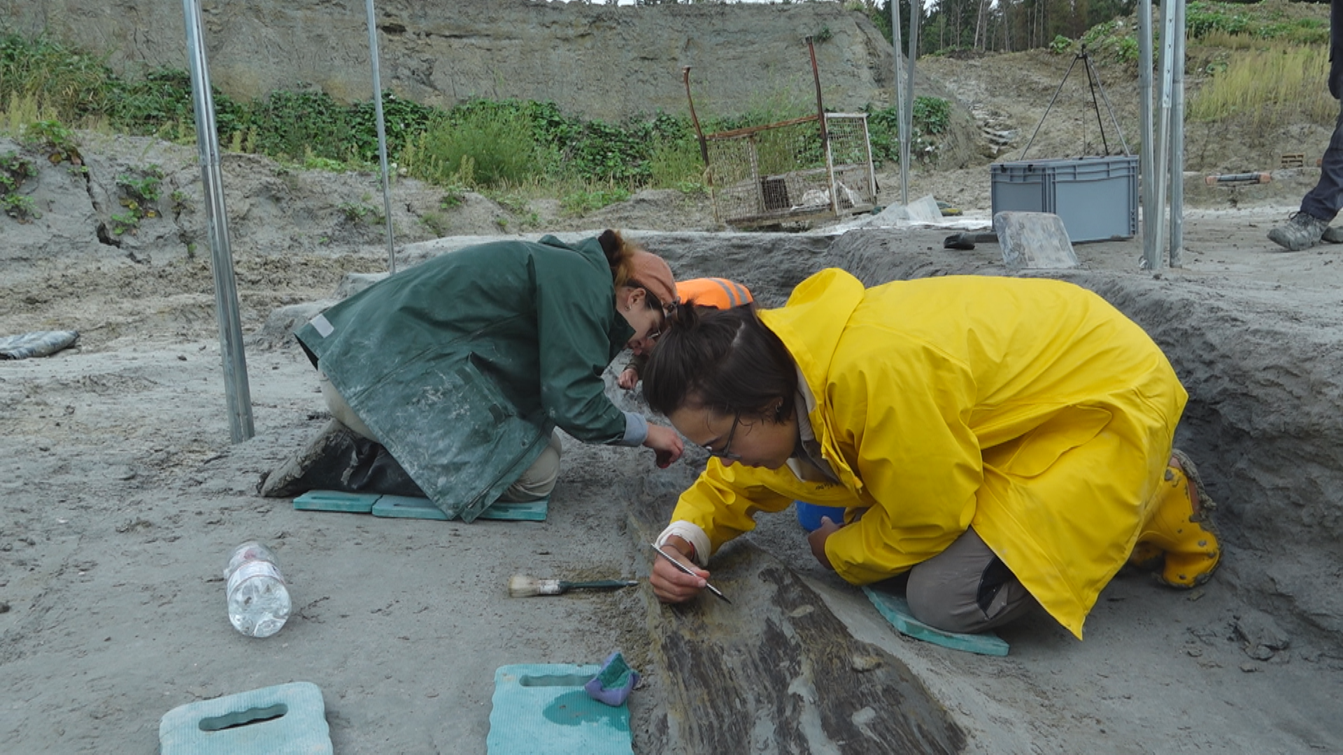 Another Sensational Discovery in Pforzen: Paleontologists Find Ancient Tree