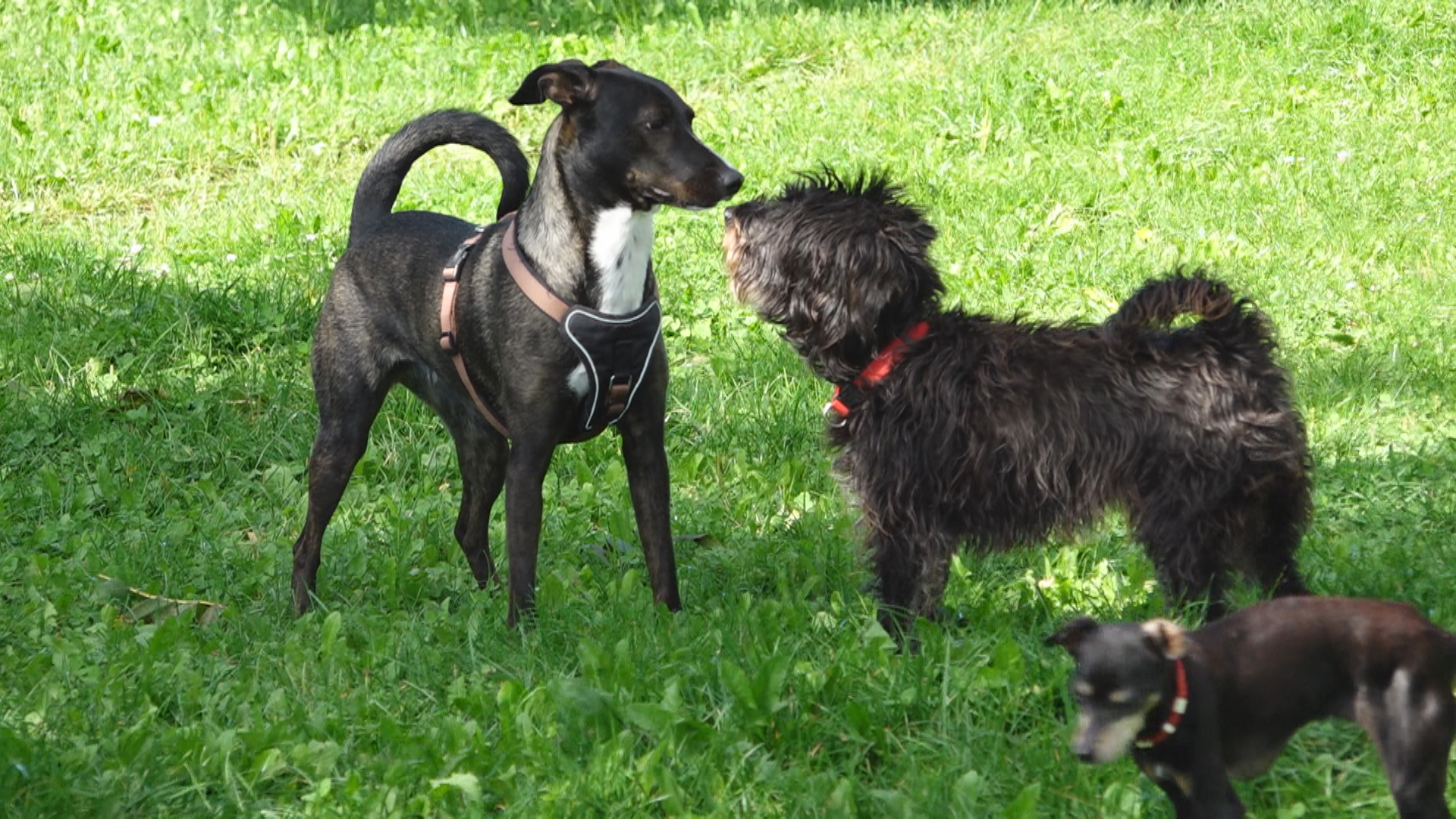 Animal Shelters in Distress - Many Abandoned Dogs and Cats During the Summer Holidays Again