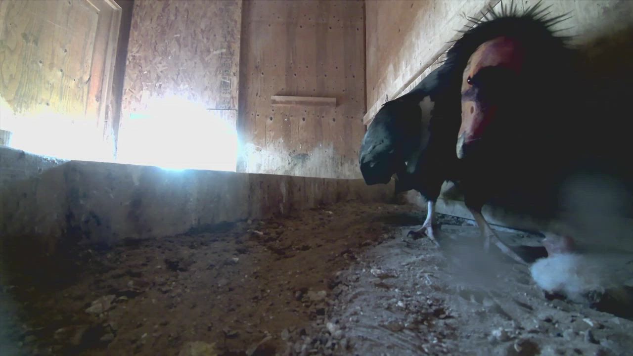 Video: US: Kalifornischer Kondor erholt sich deutlich, sieben Küken im Zoo von Oregon geschlüpft