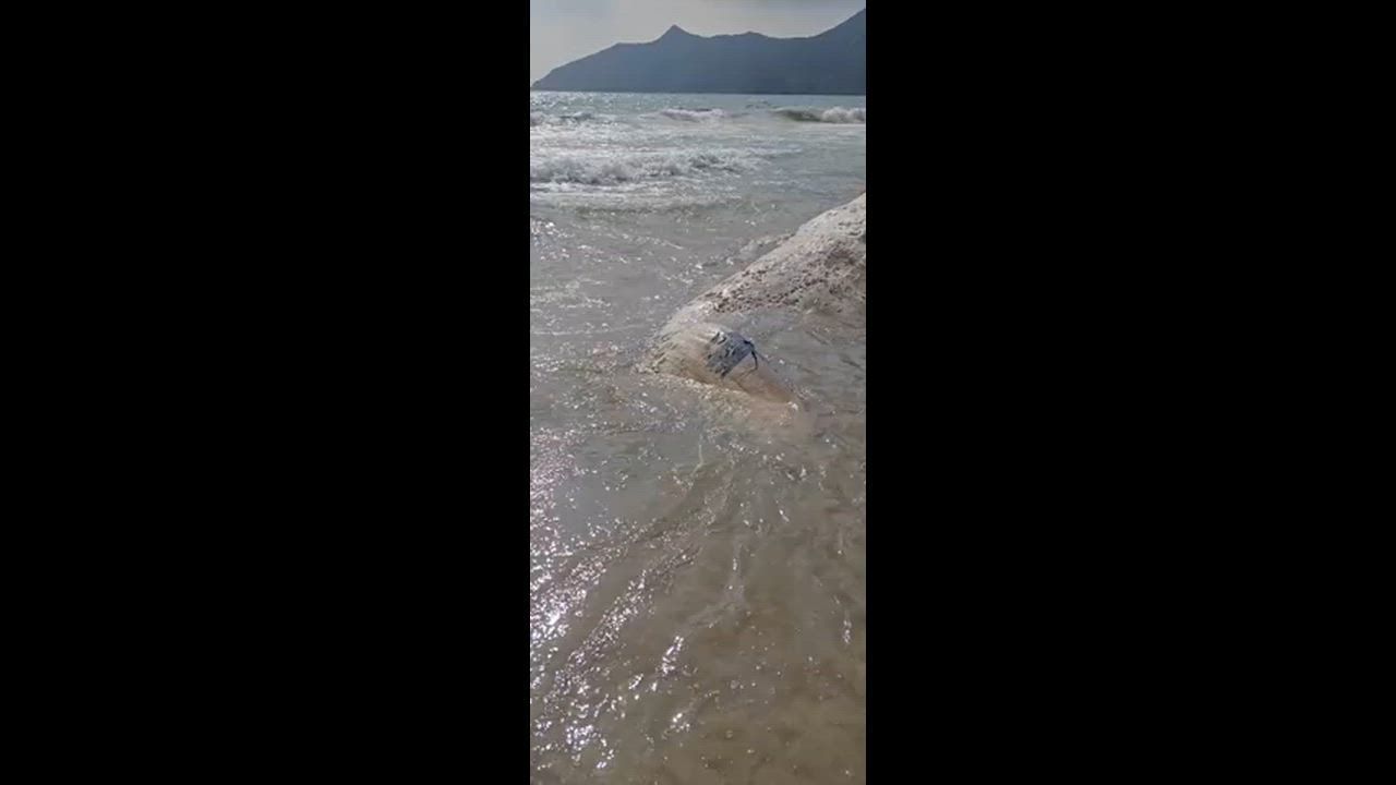Video: Hongkong: Verwesender Walkadaver am Strand von Hongkong entdeckt