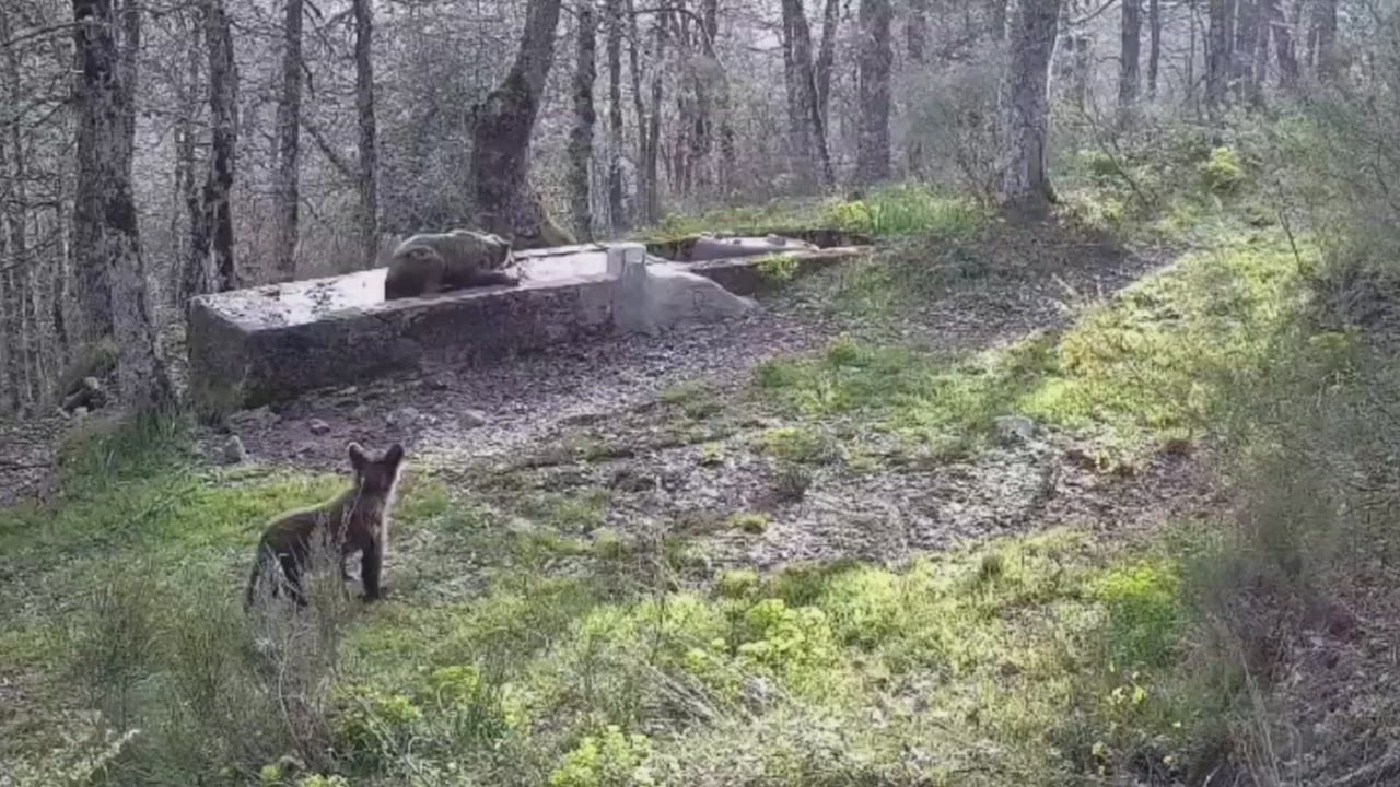 Video: Spanien: Wilde Braunbären spielen an restaurierter Wasserstelle in den Bergen