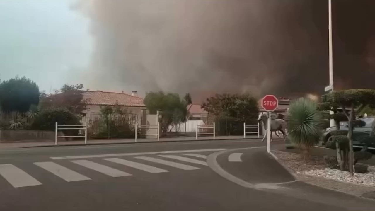 Video: Frankreich: Pferde fliehen vor Waldbrand durch die Straßen in Biscarrosse