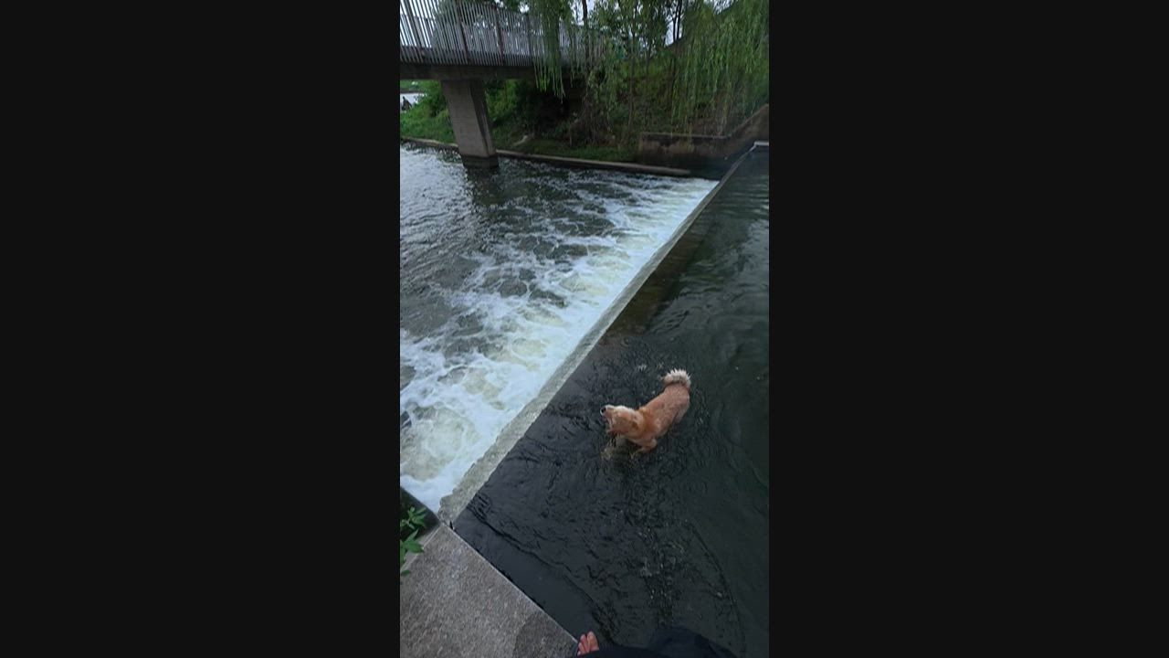 Video: China: Hund von Flussströmung mitgerissen, bevor ihn sein Besitzer in Anhui rettet