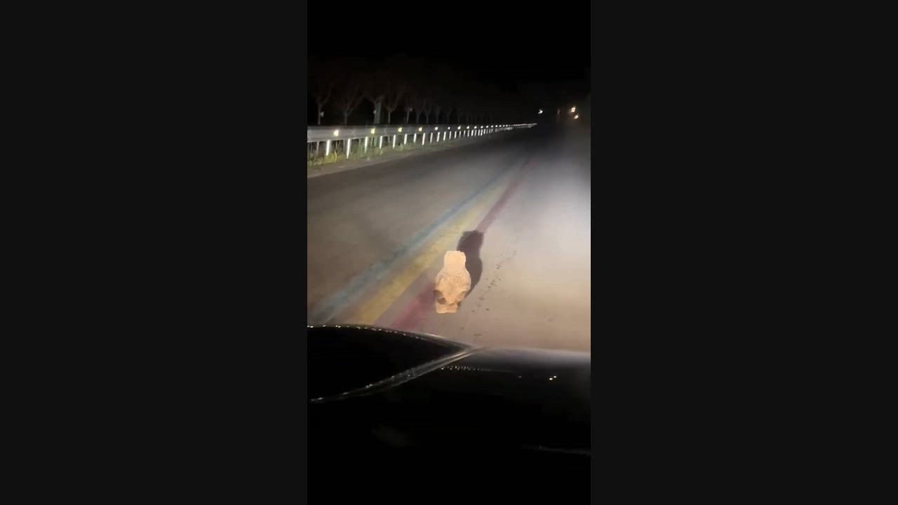 Video: China: Große Eule überquert nachts in Shanxi die Straße vor einem Fahrer