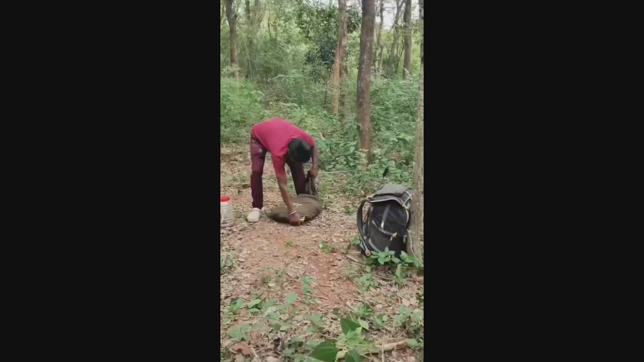 Video: India: Sack platzt auf, als zehn gerettete Schlangen in atemberaubender Flucht in die Wildnis schnellen