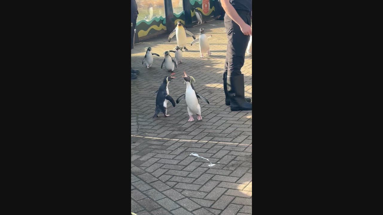 Video: Großbritannien: Pinguine hüpfen und rufen, während sie einander im Zoo von Edinburgh in Schottland folgen