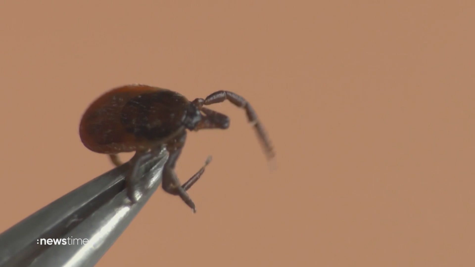 Die Zecke ist ein gefährlicher Frühlings-Begleiter: Worauf man achten sollte