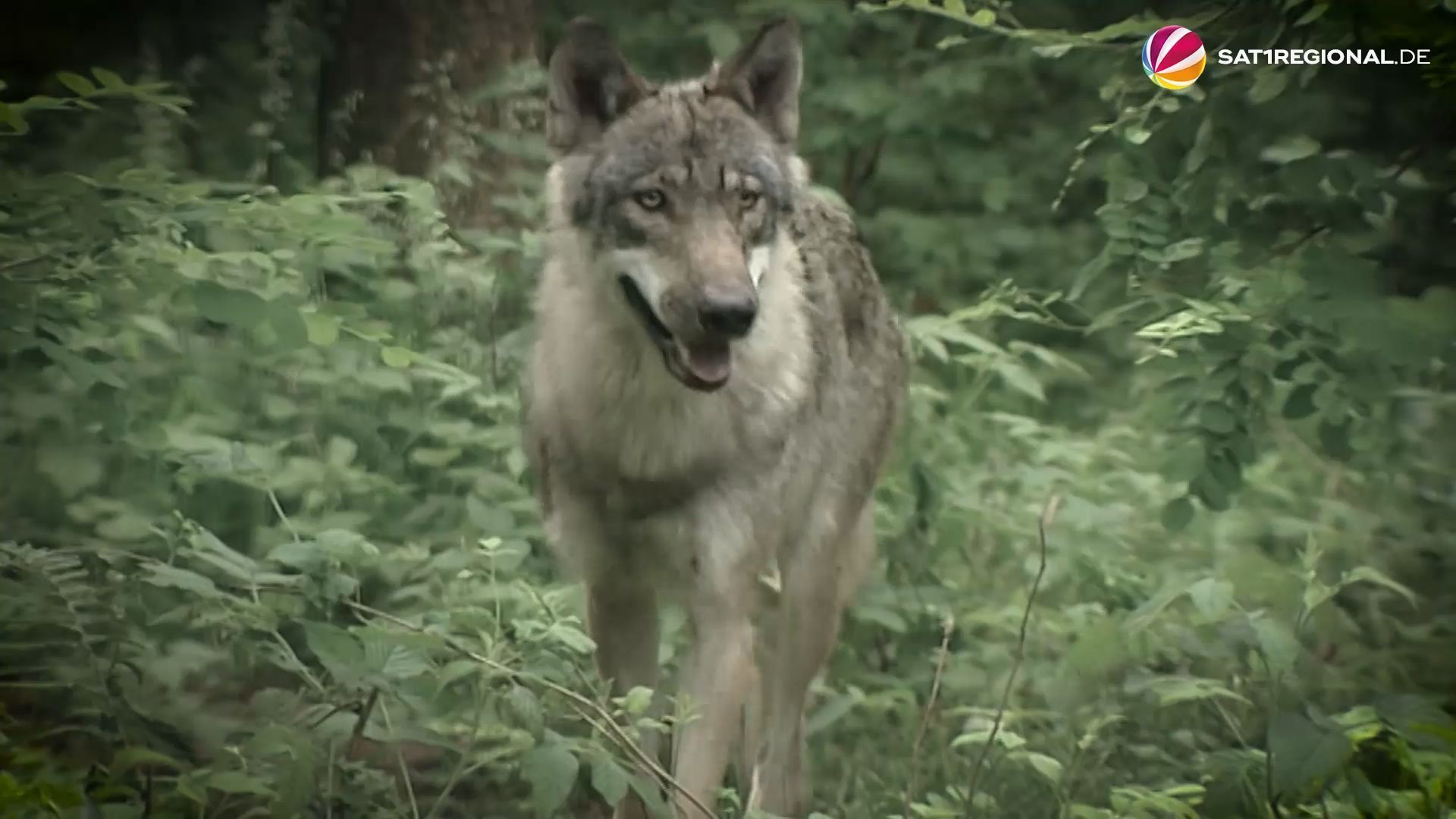 Wolf erschossen – Polizei ermittelt