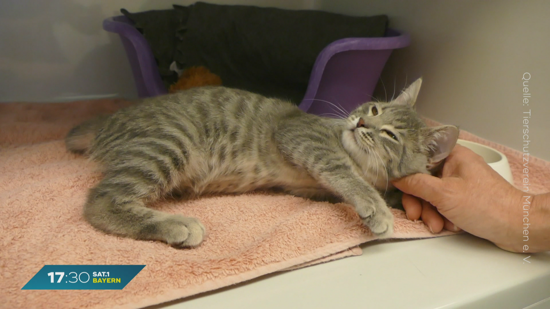 Katzen-Baby in zugeknoteter Plastiktüte: Tier von Fußgängerin gerettet