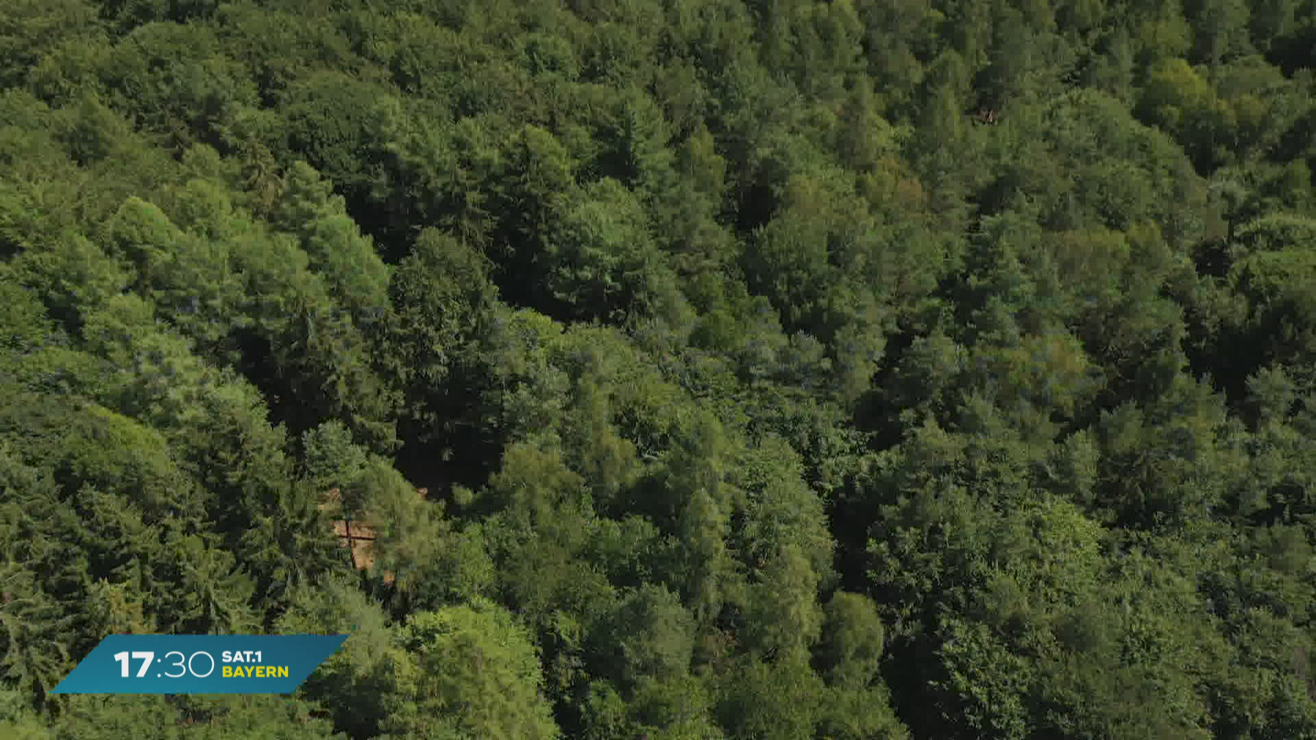 Gesundheitscheck für Bayerns Wälder: Ergebnisse im Herbst