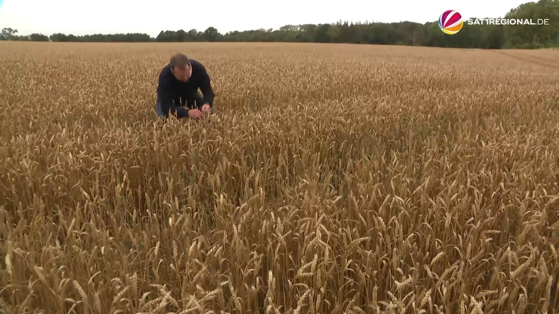 Viele Bauern in Schleswig-Holstein wegen niedriger Erträgen unzufrieden