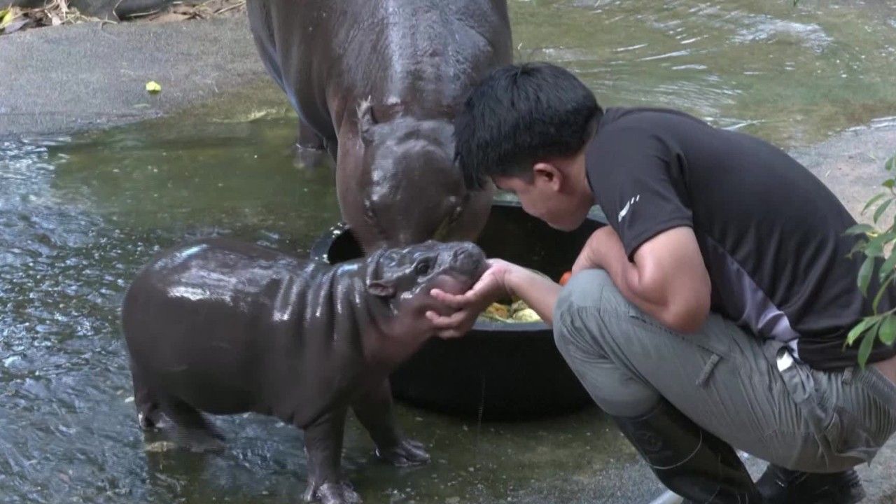 Nilpferdbaby "Bouncy" wird Internet-Star
