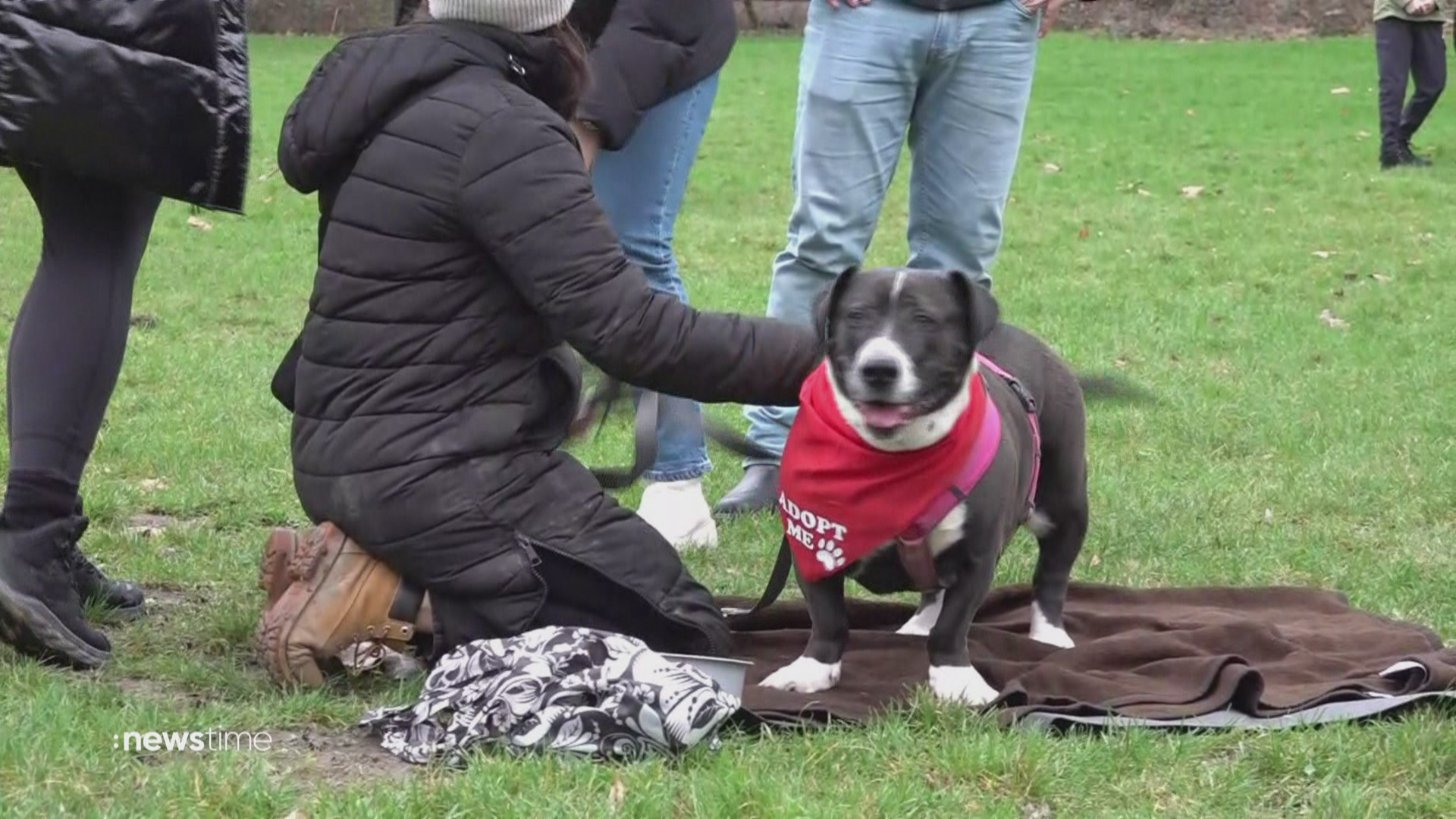 Bark-Date: So finden Hunde aus Tierheimen ein Zuhause