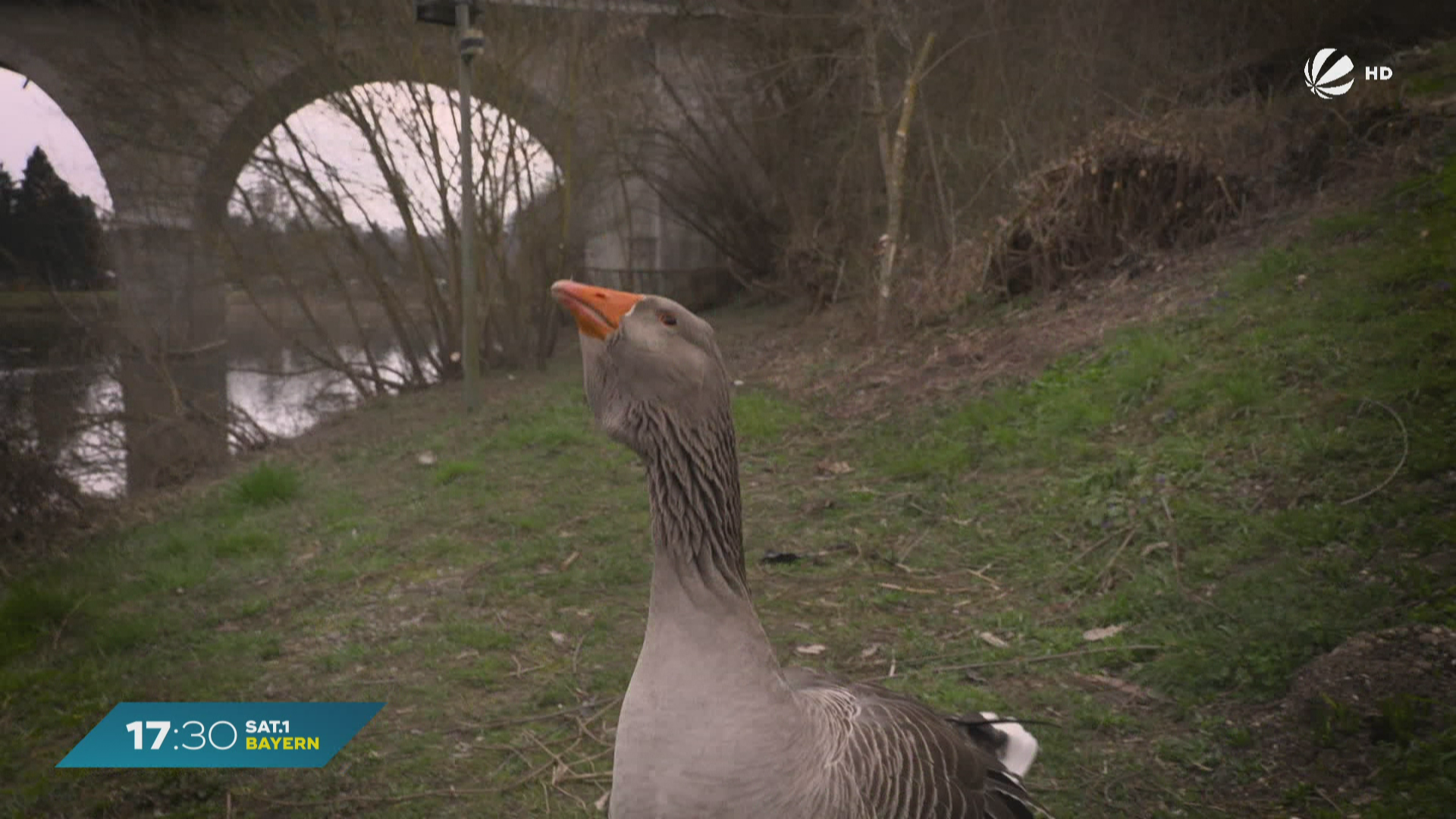 Eine Gans zum Fürchten: Tier aus Vilshofen bringt Rentner zu Fall