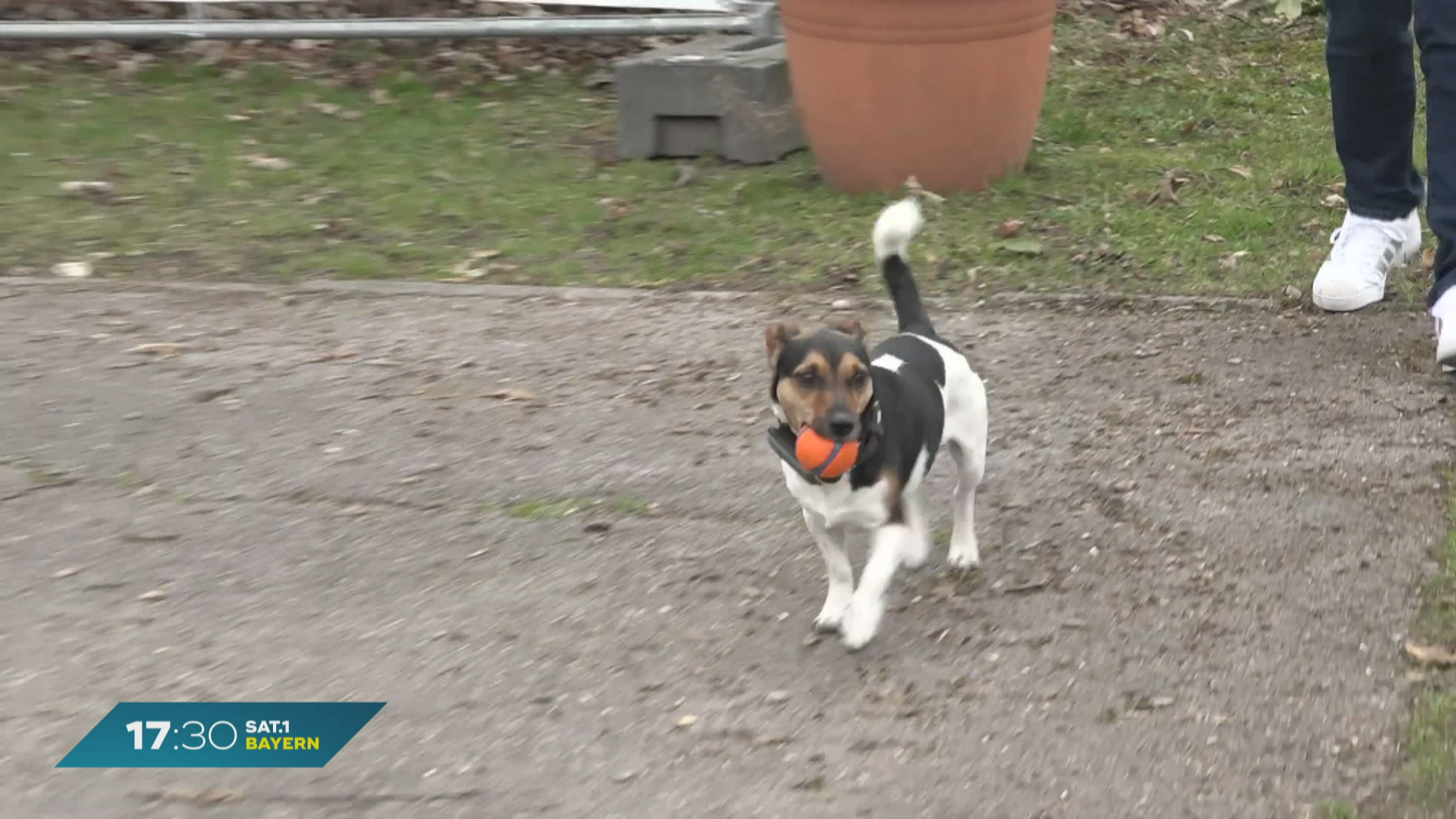 Tierisches Wunder in Oberbayern: Hund nach elf Tagen aus Loch befreit