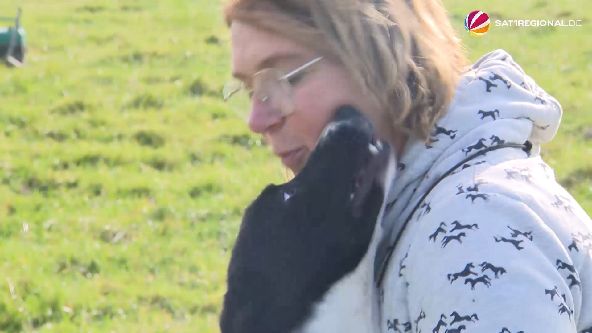 Hütehund-Trainerin bildet Border Collies aus