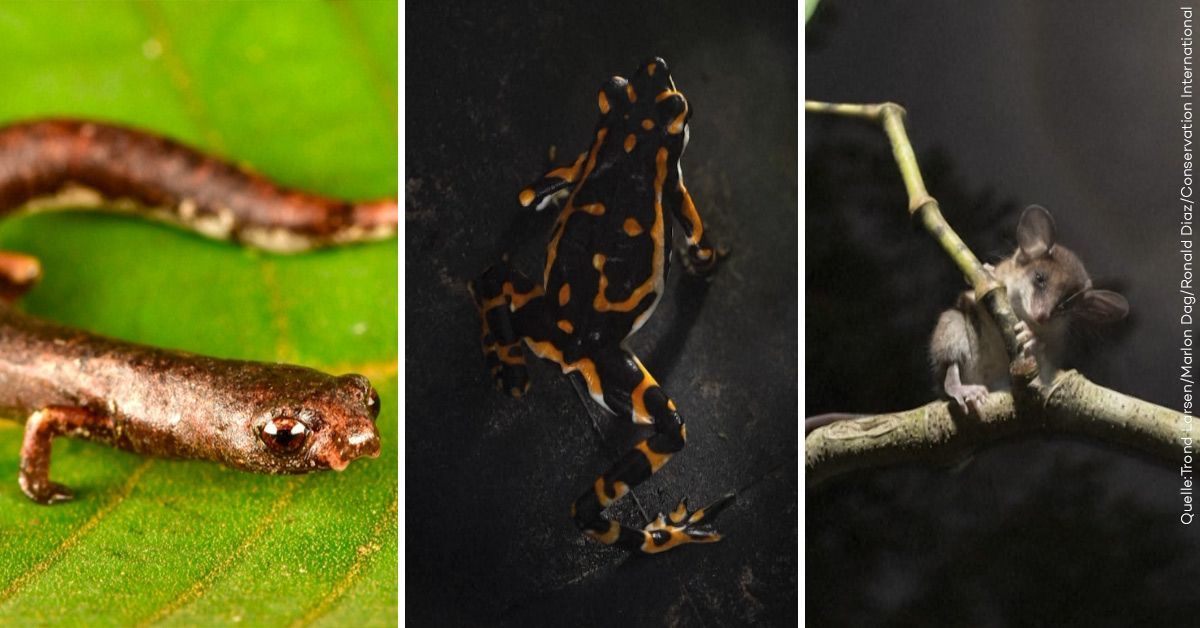 27 neue Spezies im Amazonas entdeckt