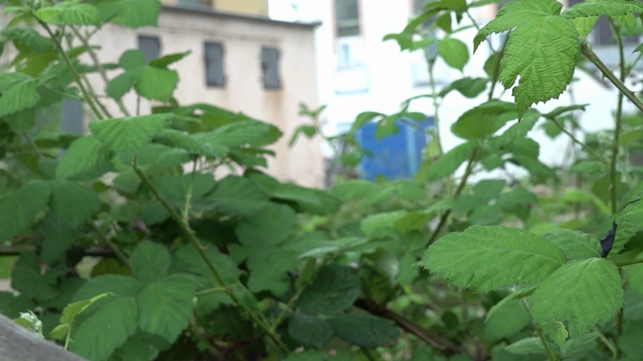 Video: Zähe Investorensuche: Frustierte Pläne für ehemaliges Zechengelände in Bochum-Wattenscheid