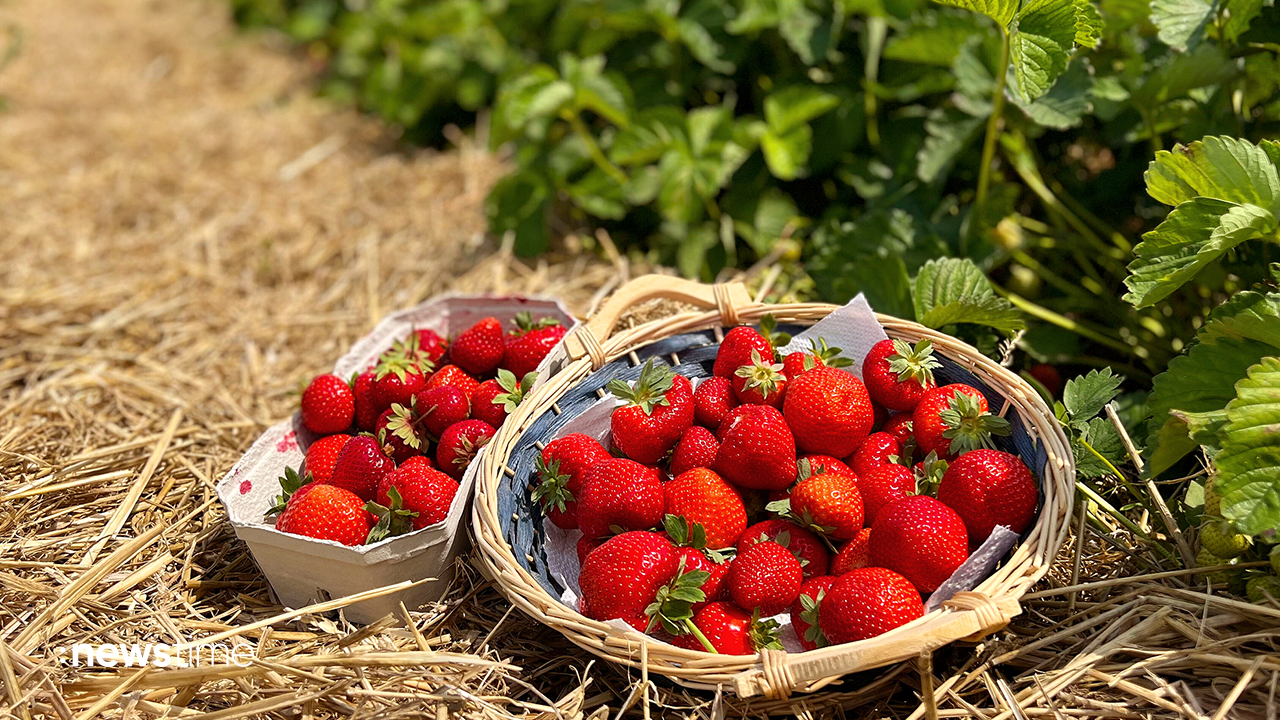 Video: Erdbeeren: Trockene Tage ermöglichen frühe Ernte