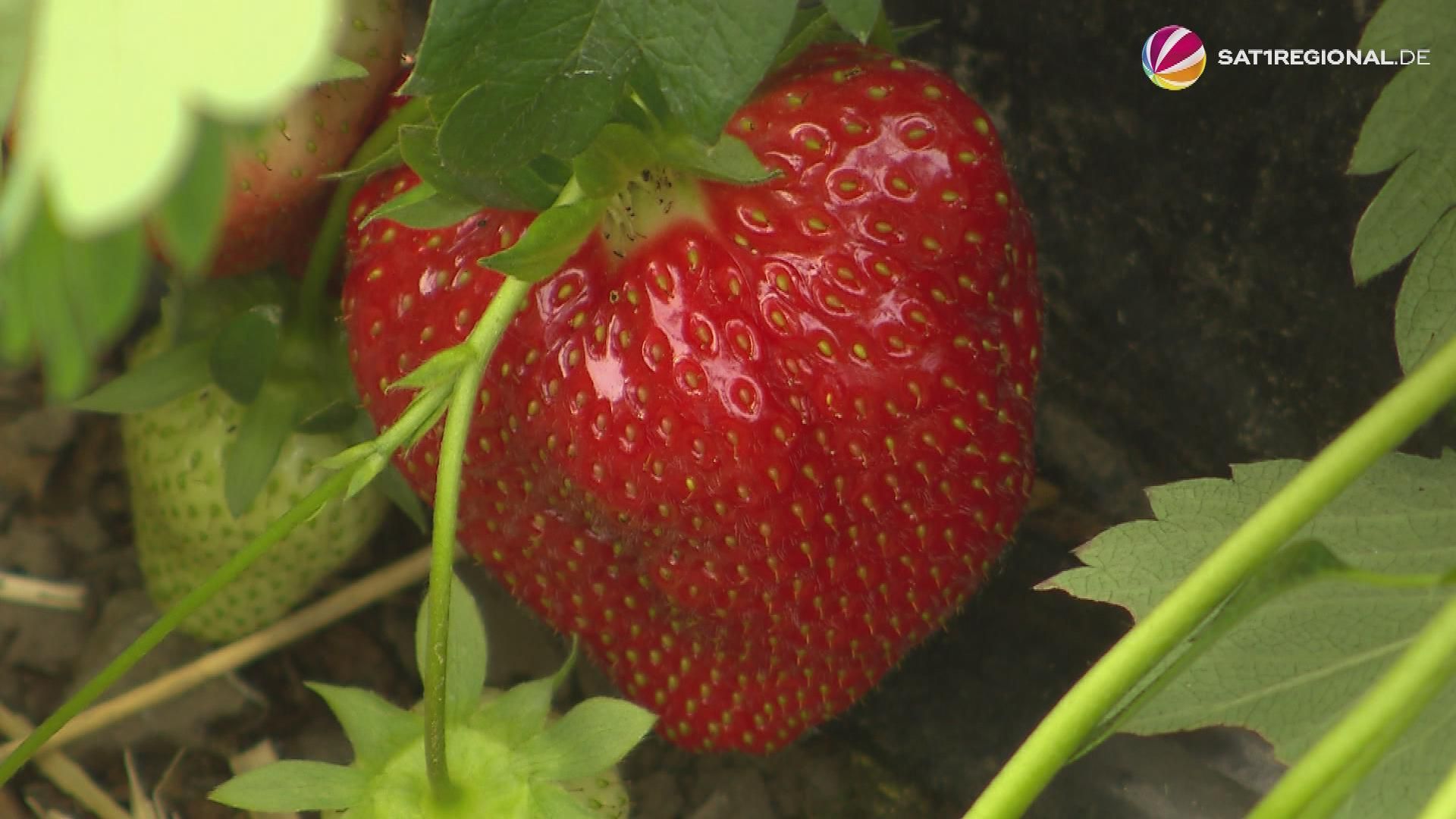 Erdbeeren früher reif: Ernte in Fuhlendorf hat begonnen