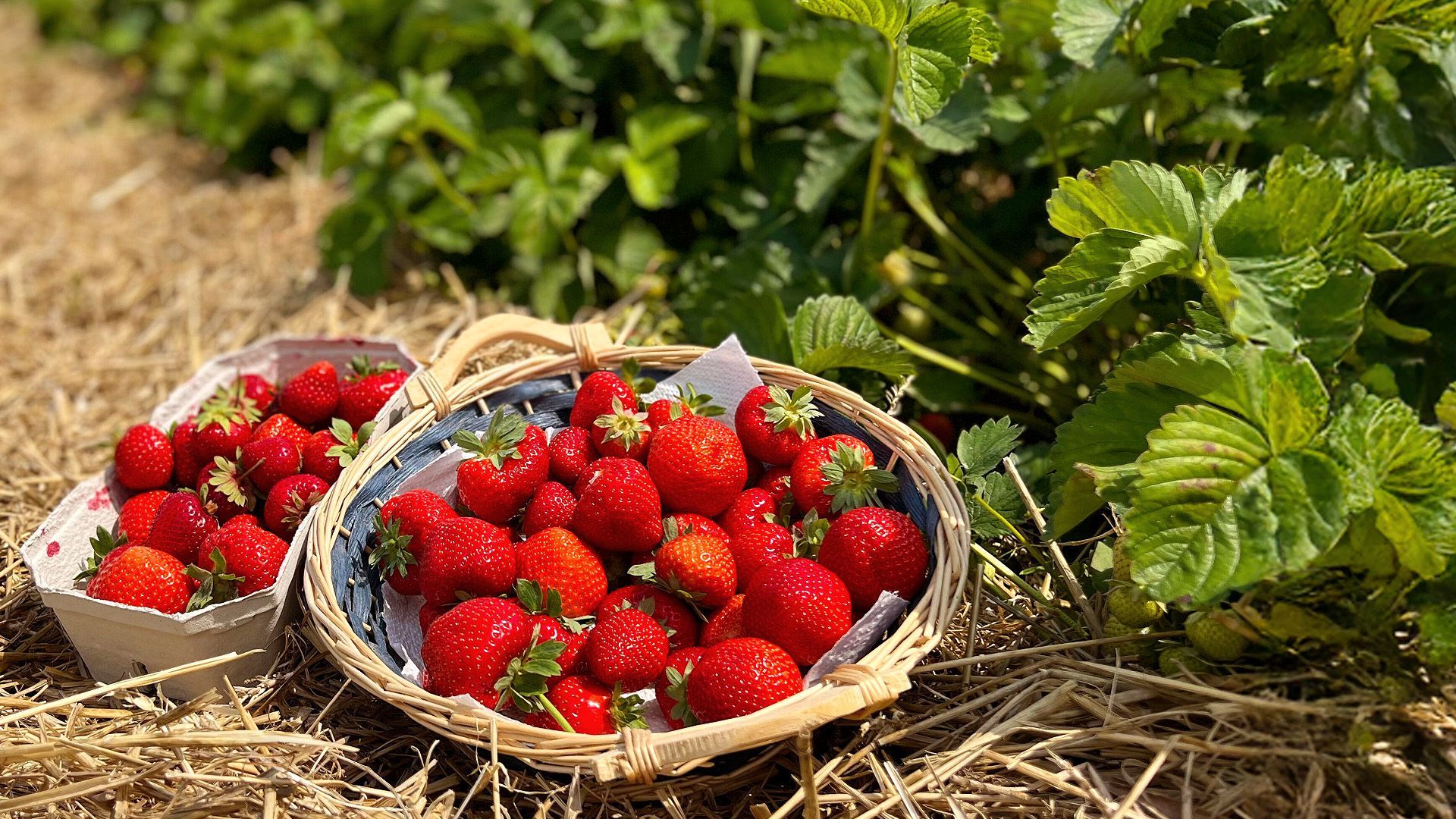Video: Erdbeer-Ernte in Deutschland beginnt