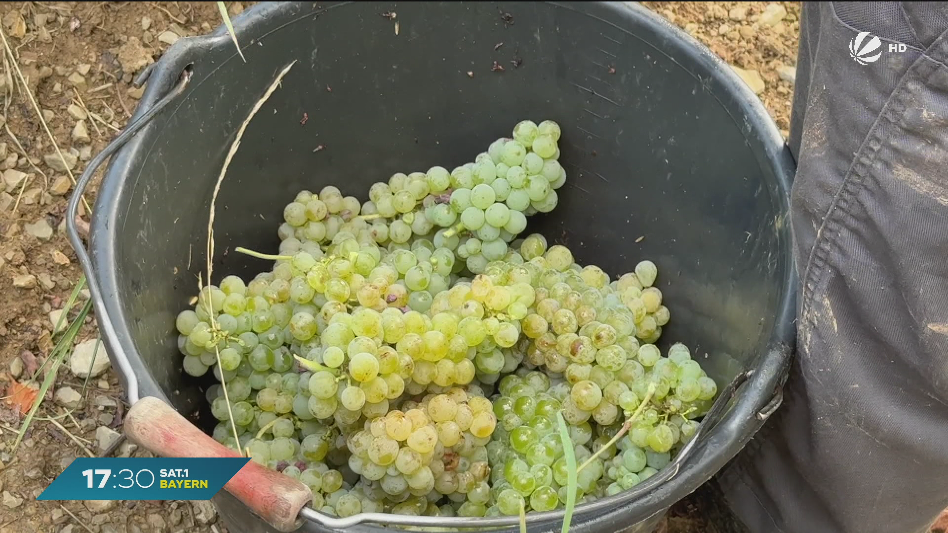 Video: Rückgang beim Frankenwein: Anbauflächen könnten wegfallen